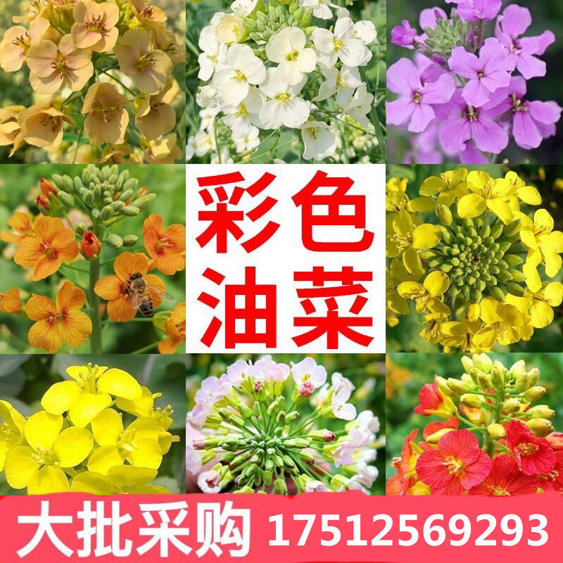 彩色油菜花菜籽 观赏两用花海高纯度油菜花种子油菜籽,宠物/宠物食品及用品,水草,淘宝优惠券,粉丝福利购,淘宝优惠卷
