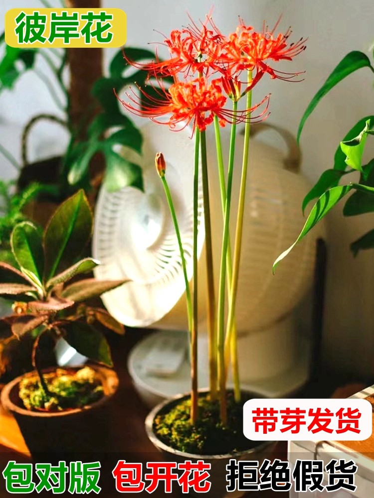 彼岸花种球花卉多年生曼陀罗四季好养室内庭院盆栽耐寒石蒜花种子,宠物/宠物食品及用品,水草,淘宝优惠券,粉丝福利购,淘宝优惠卷