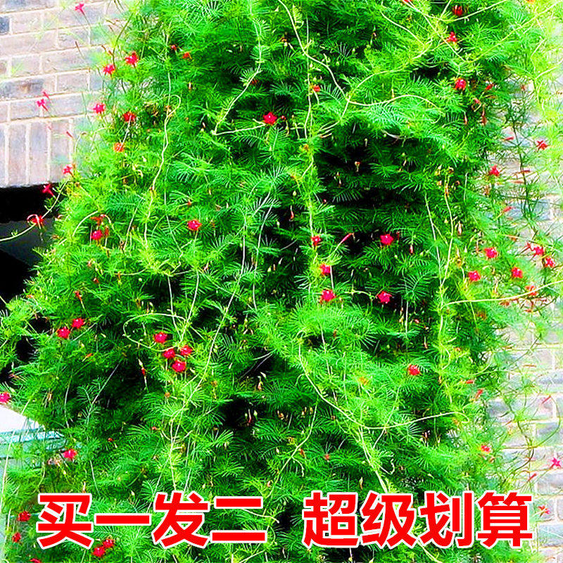 爬藤羽叶茑萝种子五角星花四季易种阳台花新娘花莺萝
