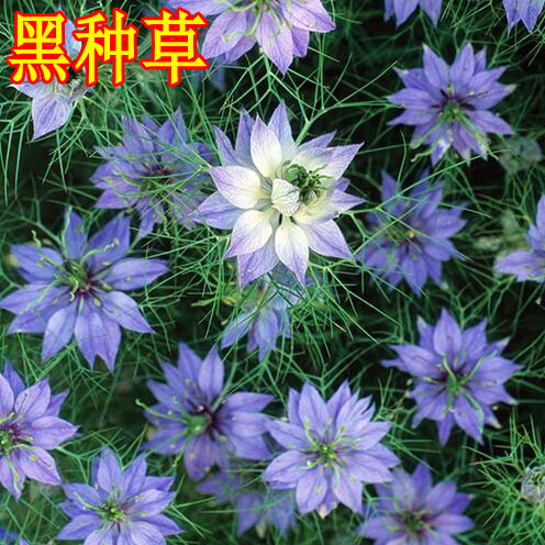 千花百魅黑种黑种草适合冬