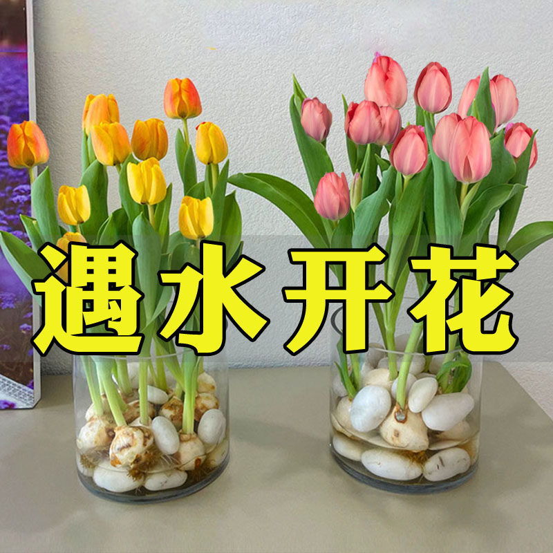 郁金香种球水培花卉植物室内水养盆栽四季开花易活种子好养活绿植,宠物/宠物食品及用品,水草,淘宝优惠券,粉丝福利购,淘宝优惠卷
