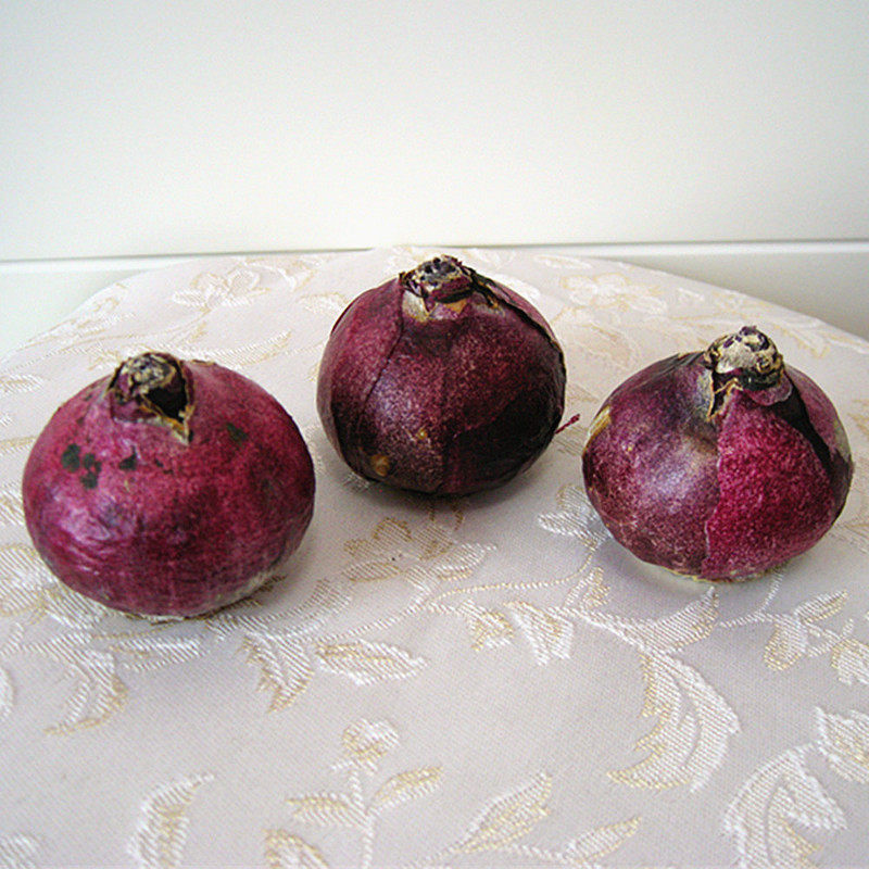 风信子种球3颗土培水培四季耐寒冬季盆栽大球花卉绿植观赏花,宠物/宠物食品及用品,水草,淘宝优惠券,粉丝福利购,淘宝优惠卷