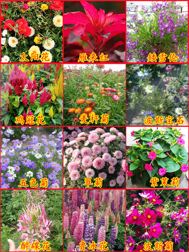 花种子大全合集阳台盆栽四季种易活花卉种籽组合套餐花籽花子包邮