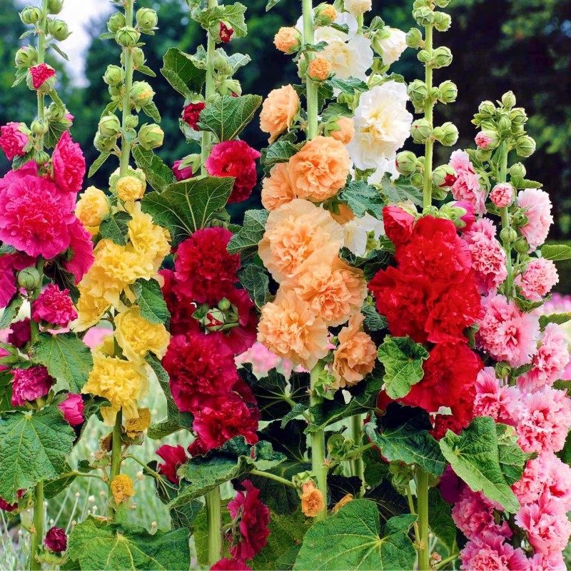 蜀葵花种子春秋四季易种开花多年生宿根花籽室外庭院花种子一丈红