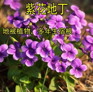 紫花地丁种子 中材种子 新采地丁籽紫堇地丁花卉种子庭院阳台花籽