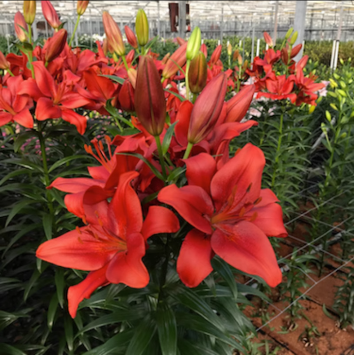 特价3球9.9元 百合种球 百合花种子多年生耐寒耐高温绿园花开,宠物/宠物食品及用品,水草,淘宝优惠券,粉丝福利购,淘宝优惠卷