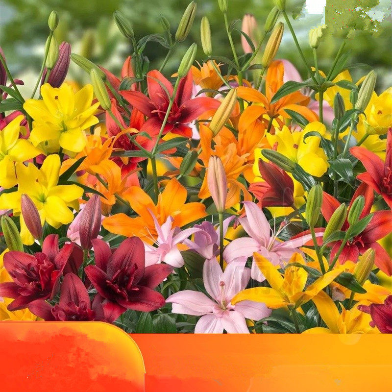 百合种球3球装亚洲百合花种球矮生多花庭院百合盆栽,宠物/宠物食品及用品,水草,淘宝优惠券,粉丝福利购,淘宝优惠卷