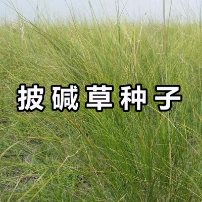 披碱草种子耐寒耐旱耐盐碱