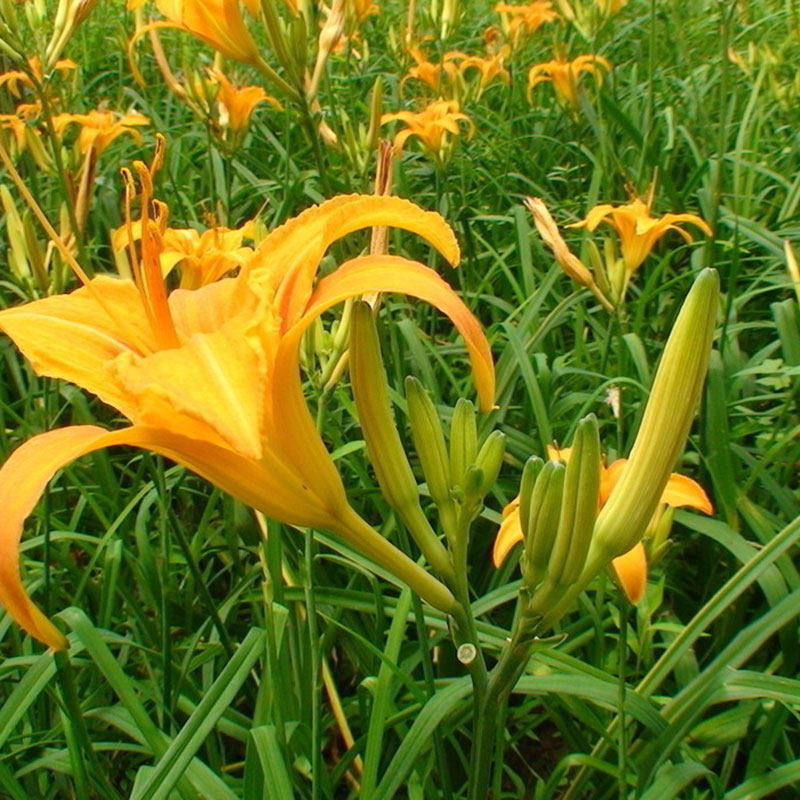 黄花菜种籽四季种植金针菜种孑阳台盆栽忘忧草食用特色野菜种子