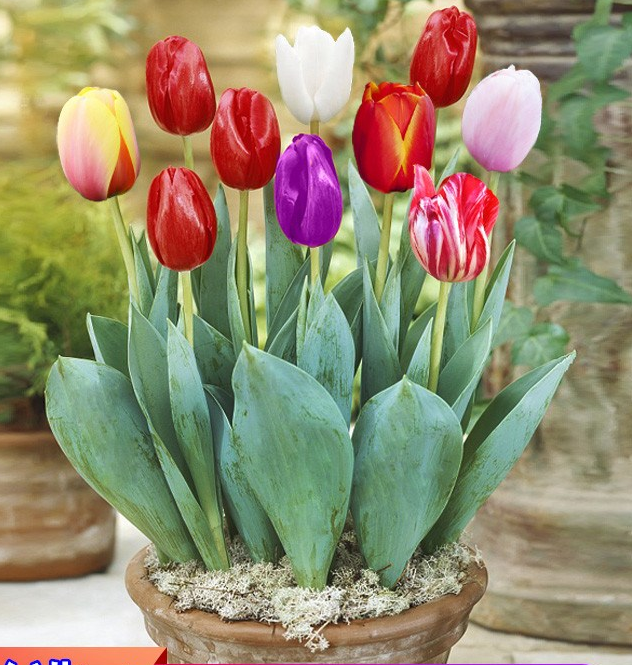 郁金香种球室内外花苗水土培花种子耐寒花卉带芽郁金香盆栽大种球,宠物/宠物食品及用品,水草,淘宝优惠券,粉丝福利购,淘宝优惠卷