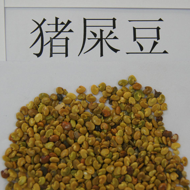 包邮中药材猪屎豆种子野苦豆大眼兰野花生大马铃水蓼竹响铃草籽