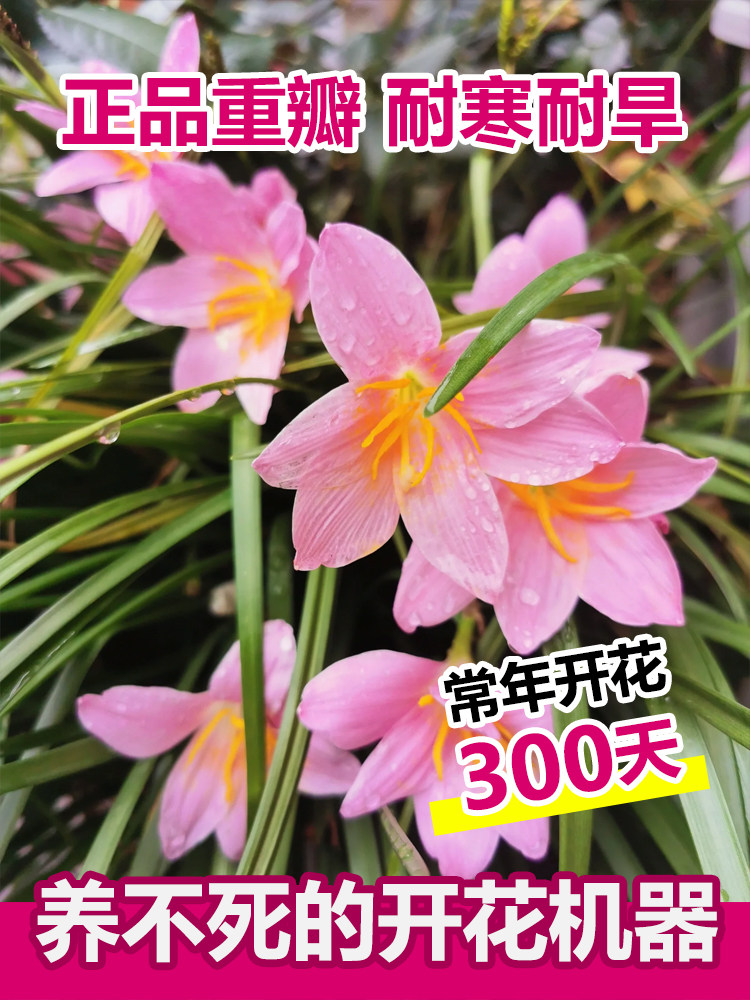 风雨兰种球清香型四季开花重瓣韭莲室内盆栽花卉植物好养易活韭兰,宠物/宠物食品及用品,水草,淘宝优惠券,粉丝福利购,淘宝优惠卷