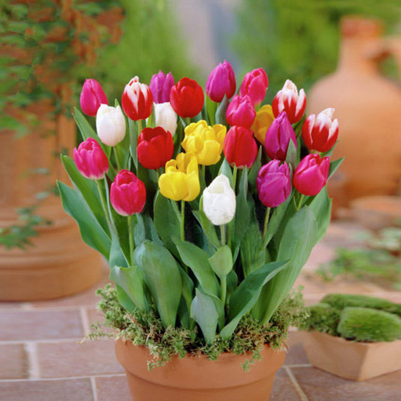 郁金香种球重瓣耐寒室内外植物郁金香花苗水土培种子阳台花卉盆栽,宠物/宠物食品及用品,水草,淘宝优惠券,粉丝福利购,淘宝优惠卷