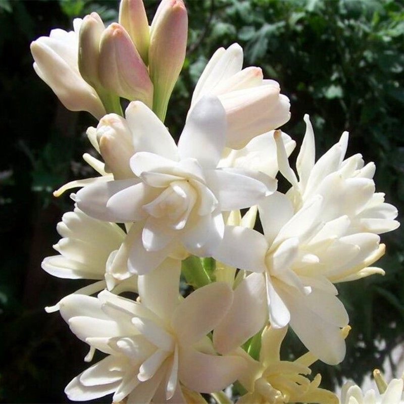 晚香玉种球盆栽地栽白色重瓣浓香花卉阳台庭院多年生种根冬季开花,宠物/宠物食品及用品,水草,淘宝优惠券,粉丝福利购,淘宝优惠卷