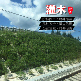 灌木种子刺槐猪屎豆紫穗槐银合欢小冠花多年生绿化护坡固土草种籽