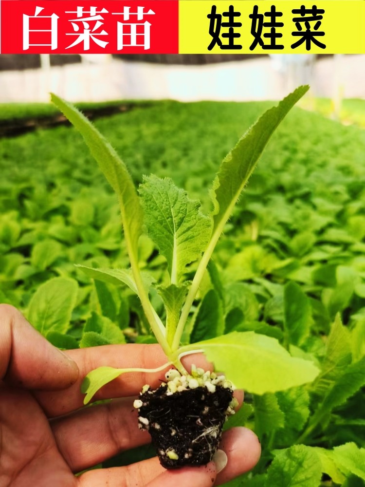大白菜苗娃娃菜秋冬蔬菜苗黄心包菜幼苗圆白菜耐寒莴笋苗花菜甘蓝,宠物/宠物食品及用品,水草,淘宝优惠券,粉丝福利购,淘宝优惠卷