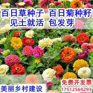 百日草种子四季易种室外庭院阳台花期长步步登高花种百日菊花种籽