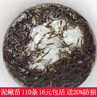 台湾小泥鳅苗鲜活体筏钓鱼鹦鹉鳄乌龟饲饵料打窝喂宠物观赏淡水