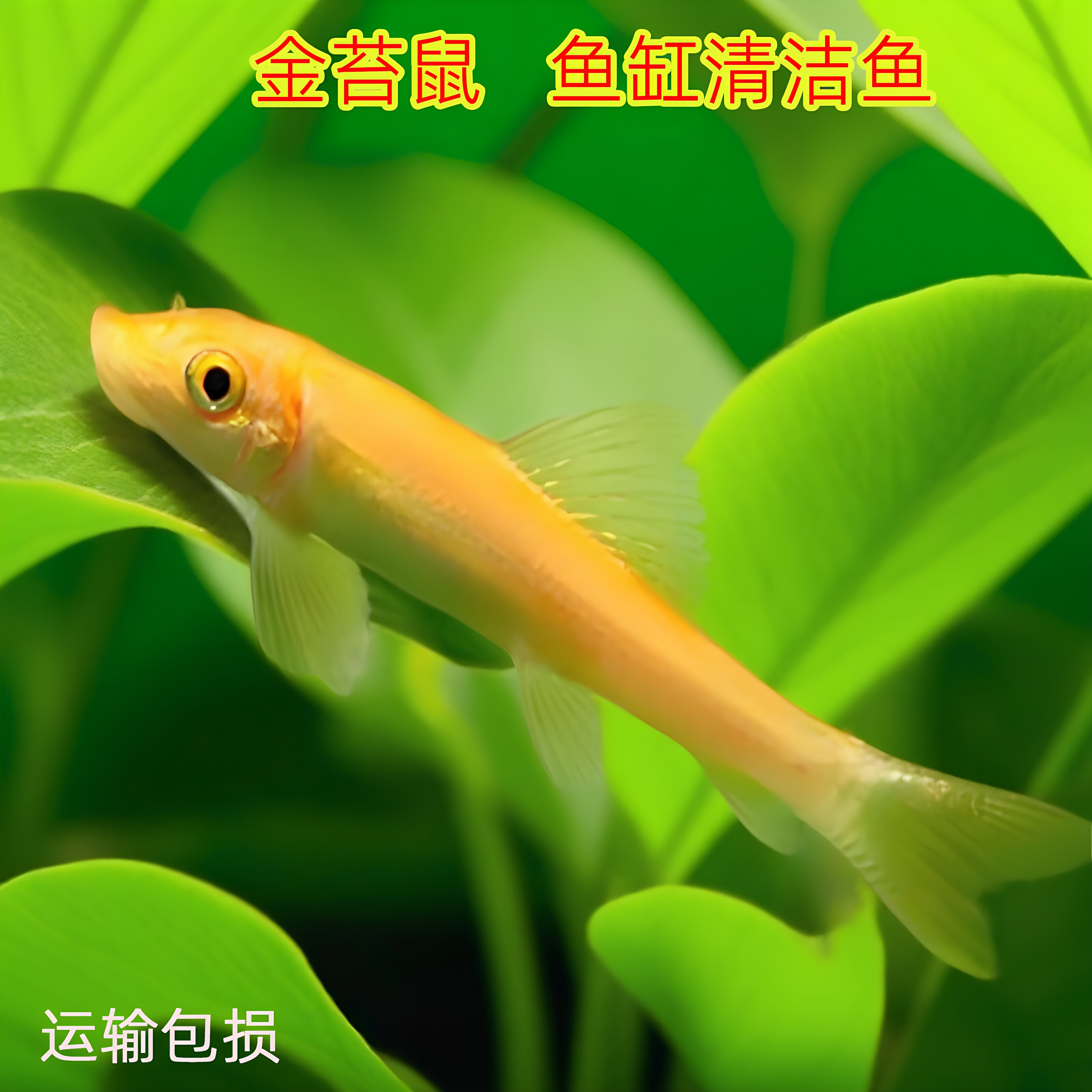金苔鼠淡水小型吃绿藻观赏鱼
