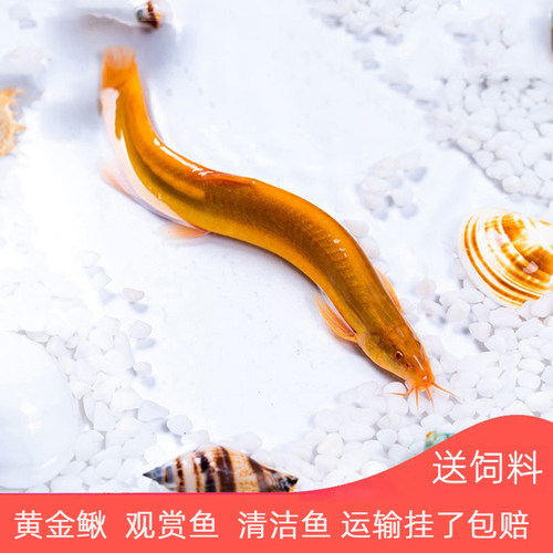 好看好养黄金泥鳅淡水冷水清洁鱼