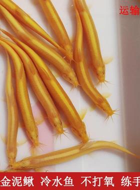 黄金泥鳅黄金鳅金龙鳅观赏鱼苗清道夫好养小金鱼耐活体观赏鱼包邮