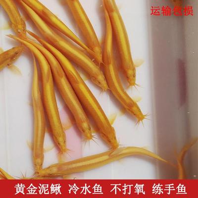 黄金泥鳅观赏金龙鳅工具鱼