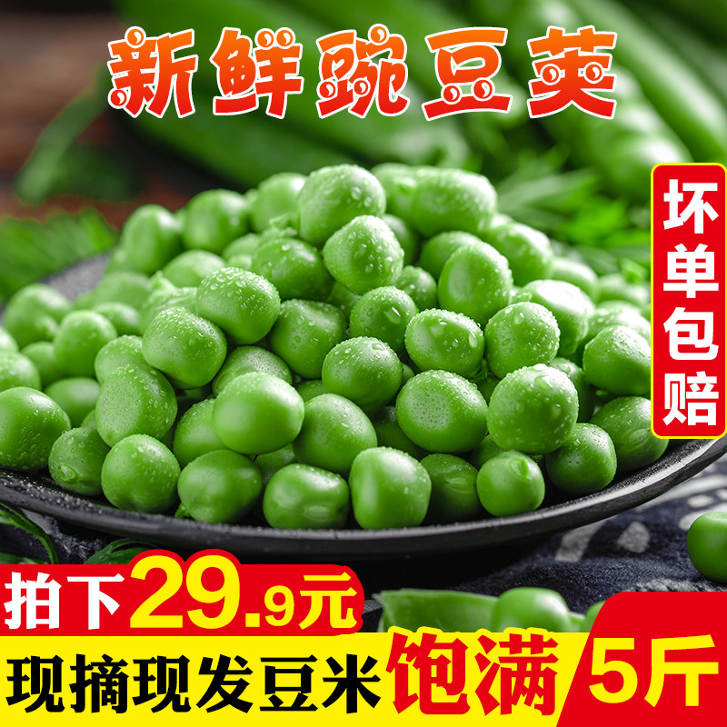 新鲜豌豆荚5斤 云南带壳毛豆四季豆青豆蚕荷兰甜豆角新鲜农家蔬菜|msdalam kategori daging perikanan/Buah-buahan segar dan sayur-sayuran/dimasak, sayur-sayuran segar/Vegetable Products, sayur-sayuran segar, 新鲜豆类 - dari Buy2taobao.com untuk memberikan perkhidmatan ejen Taobao profesional membeli