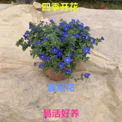 蓝星花盆栽带花苞阳台庭院花园耐热四季开花吊兰花卉垂吊好养植物