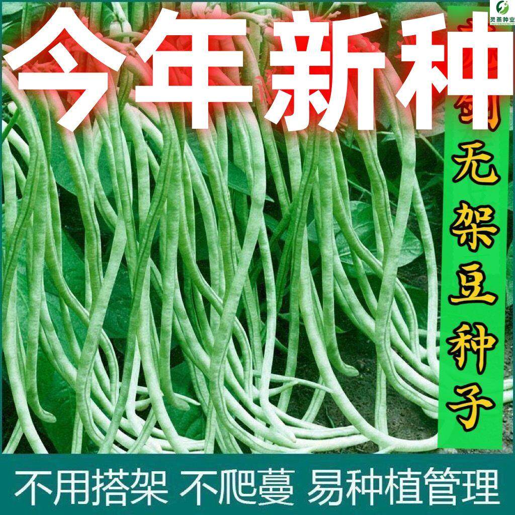 亮剑无架豆种子长豆角种籽大全高产四季豆蔬菜孑籽种豆豇豆苗种子