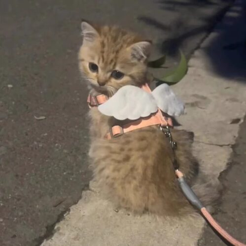 猫咪牵引绳外出专用遛猫遛狗溜兔子翅膀防挣脱可调节胸背宠物用品 - 封面