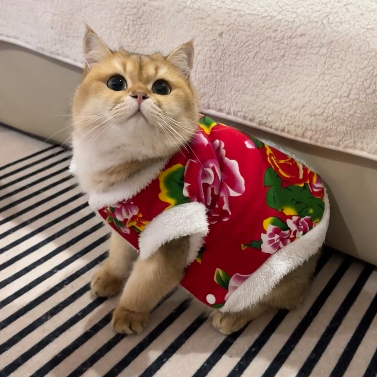 猫咪衣服秋冬款新年东北大花袄