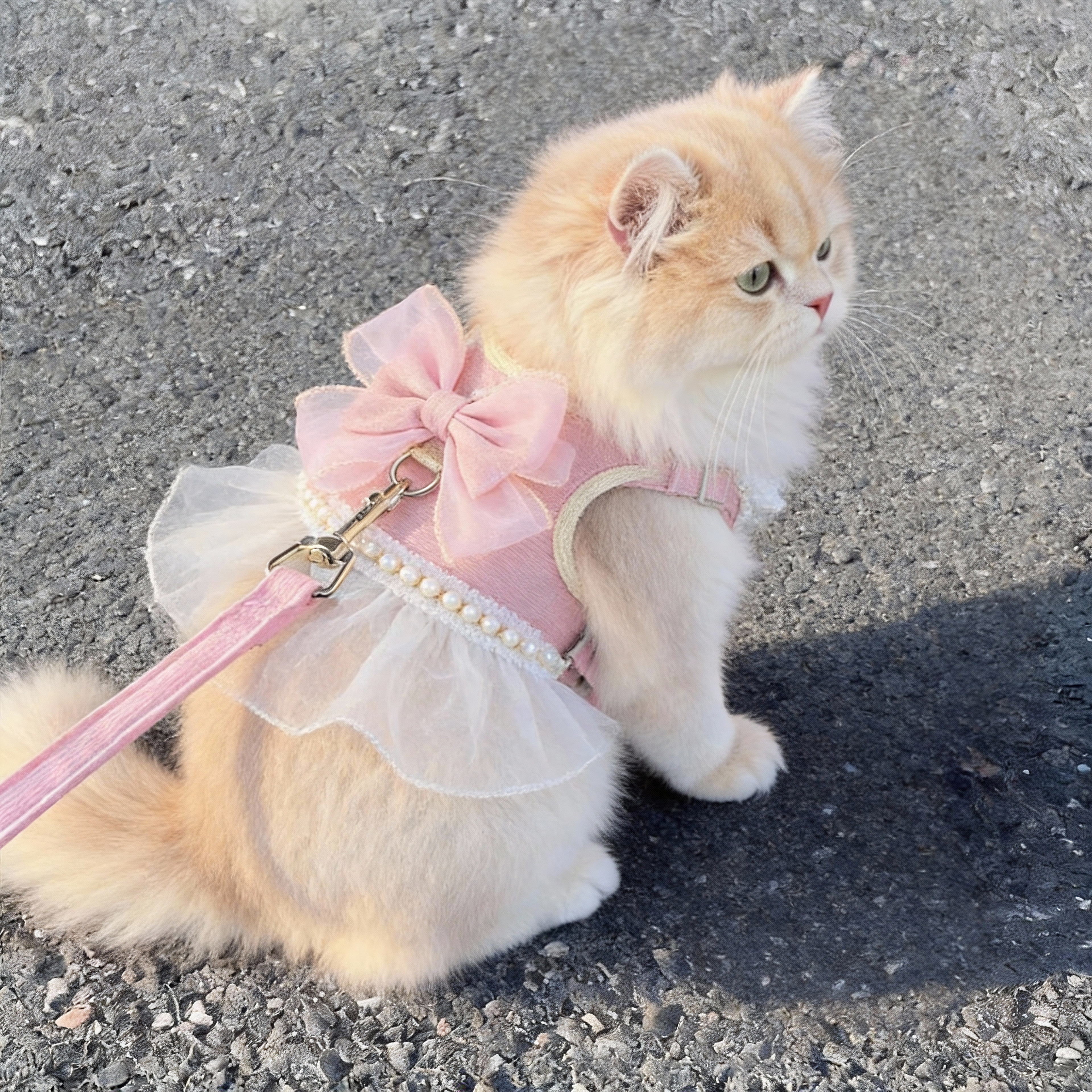 猫咪牵引绳防挣脱外出专用溜猫绳幼猫背心式可调节粉嫩蝴蝶结胸背,宠物/宠物食品及用品,猫牵引绳,淘宝优惠券,粉丝福利购,淘宝优惠卷
