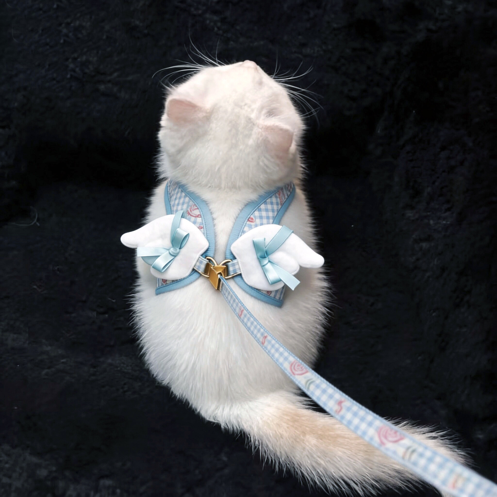 猫牵引绳天使翅膀猫咪胸背带透气