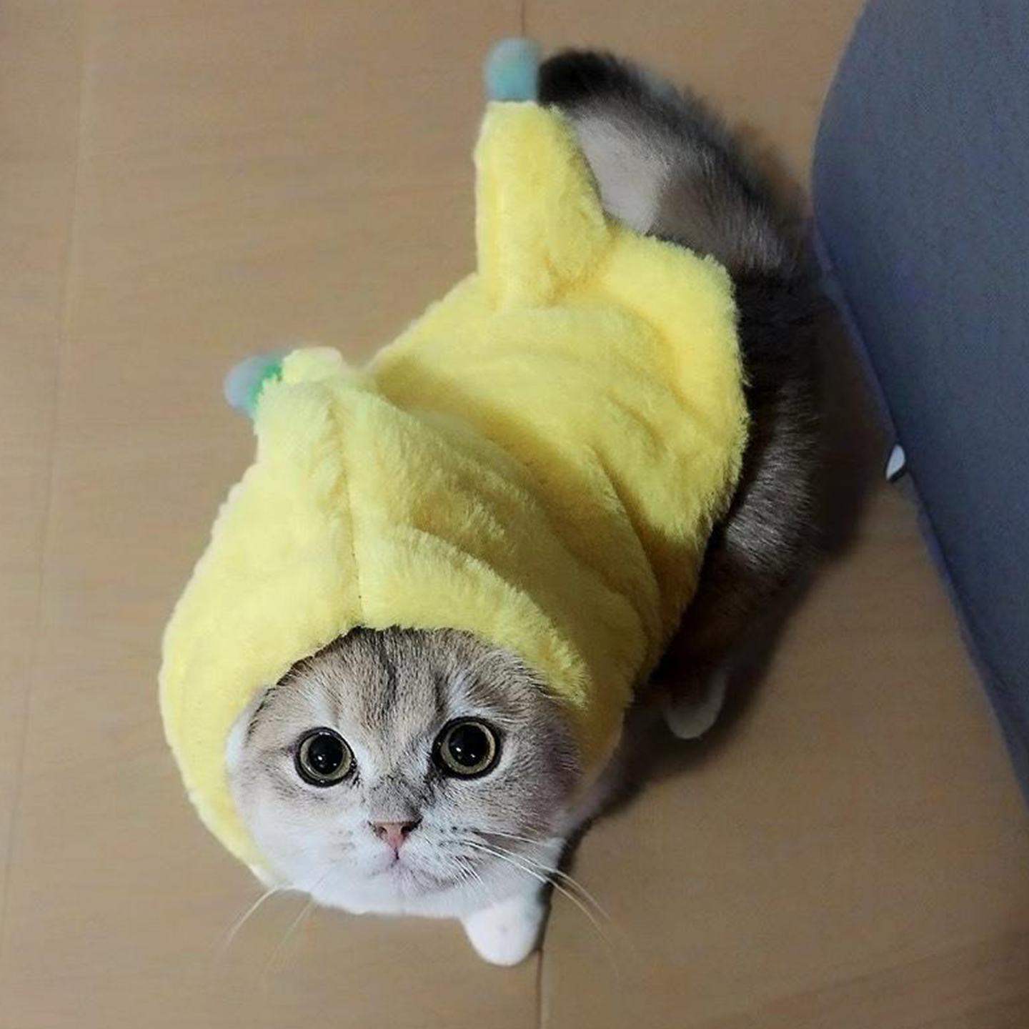 猫咪衣服香蕉变身装秋冬加绒加厚