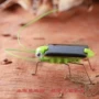 Solar Grasshopper Puzzle Đồ chơi trẻ em Đồ chơi năng lượng mặt trời Công nghệ sáng tạo Quà tặng Đồ chơi DIY - Khác do choi