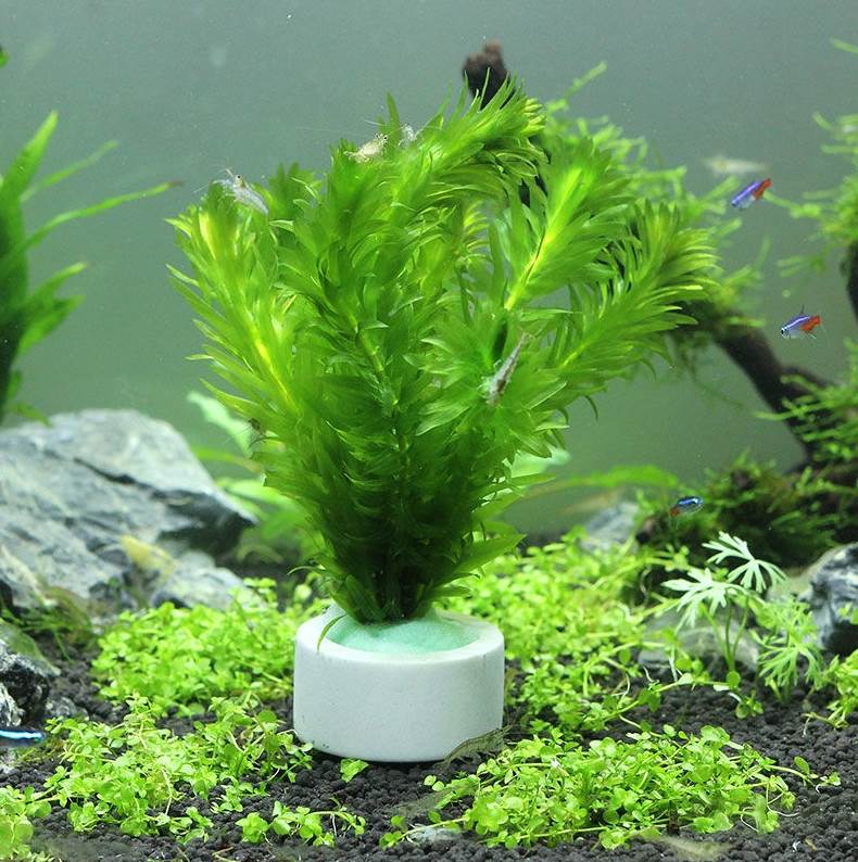 金魚鉢の水草植物は水の家族をきれいにします。