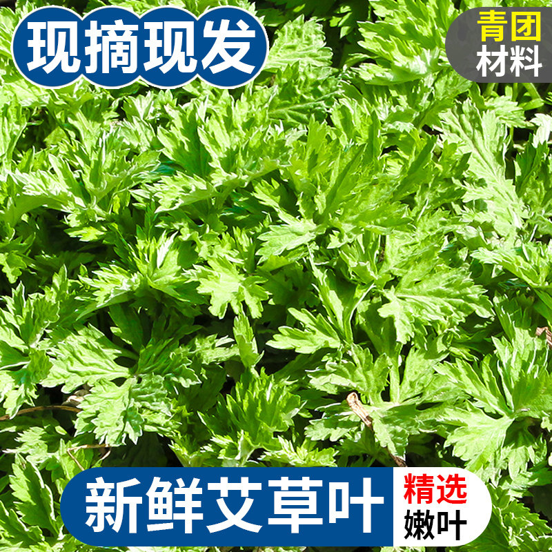 新鲜艾草叶3斤当季蔬菜生艾叶食用艾蒿糍粑艾草清明青团整箱包邮