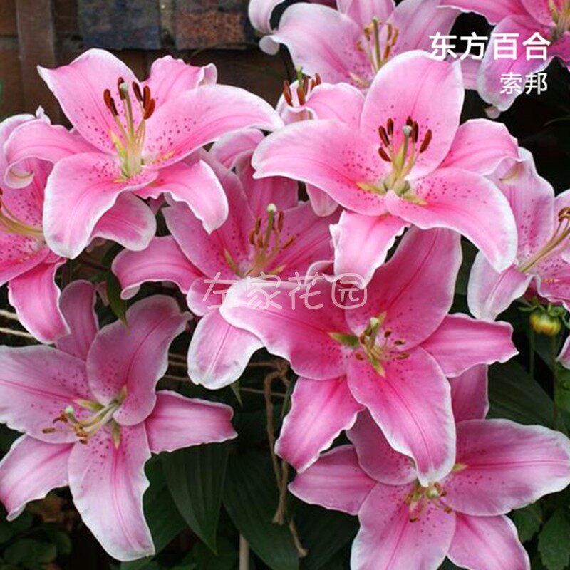 多球装进口东方香水百合种球香味浓郁球根百合花球种子易养四季
