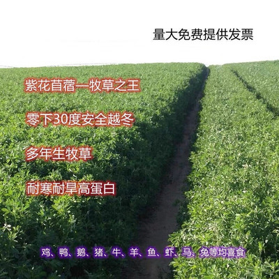 紫花苜蓿 种子多年生 木须草可食用抗寒养殖牛羊四季牧草