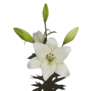 单球装进口LA百合种球无香花种子无香多花耐寒耐热易繁殖四季