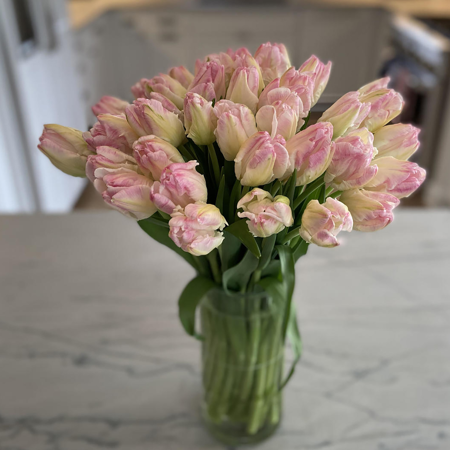 5个郁金香种球5度球左家花园