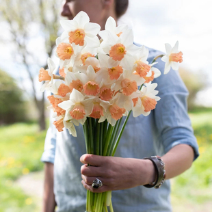 荷兰进口洋水仙种球单瓣重瓣水仙花种子水养土培盆栽多年生球根