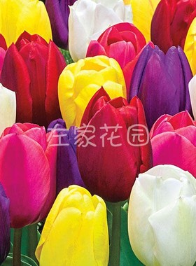 10颗郁金香种球 自然球大球庭院阳台盆栽进口球根花卉种子