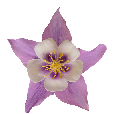 耧斗菜种子耐寒四季阳台花种花籽