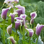 左家花园 彩色马蹄莲种球1球进口大球阳台盆栽四季 新手易养长花期