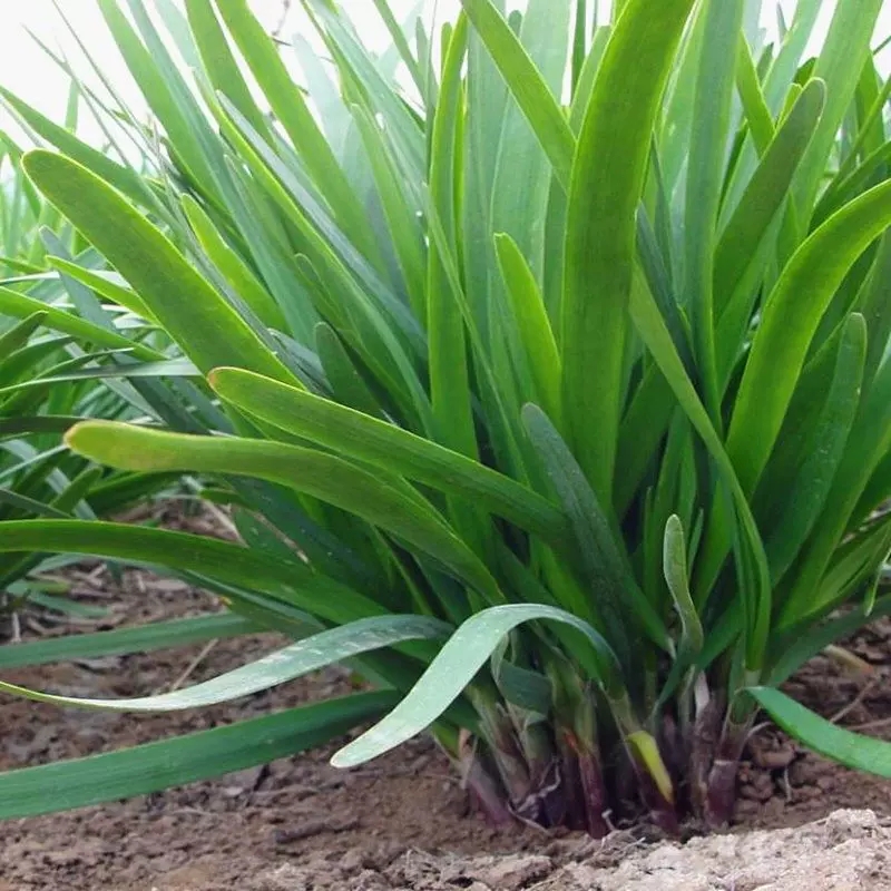 韭菜种籽蔬菜种子大全简单四季香甜白根红种植原装庭院农家秋冬季-封面