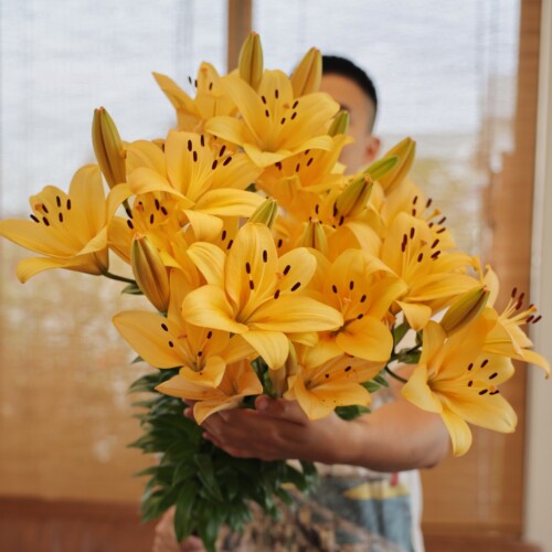 多球装进口LA百合种球