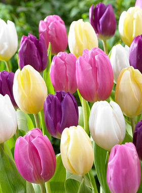 10颗郁金香种球5度球大球 庭院阳台盆栽进口球根花卉种子