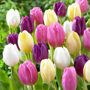 10颗郁金香种球5度球大球 庭院阳台盆栽进口球根花卉种子