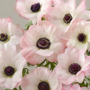 25年秋现货欧洲意大利进口银莲花种球多年生花色丰富耐寒球根花卉